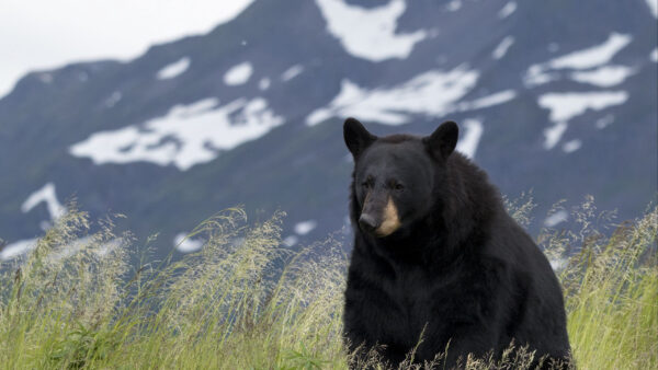 Wallpaper Background, Bear, Mountain, Blur, Black, Sitting