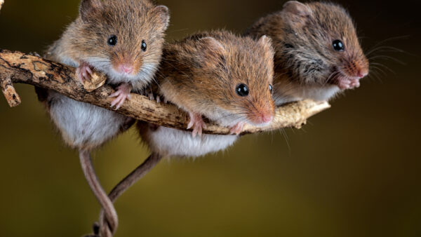 Wallpaper Mouses, Three, Tree, Mouse, Branch, Are, Sitting