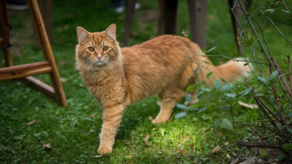 Wallpaper Fur, Light, Cat, Green, Grass, Standing, Brown, Cute