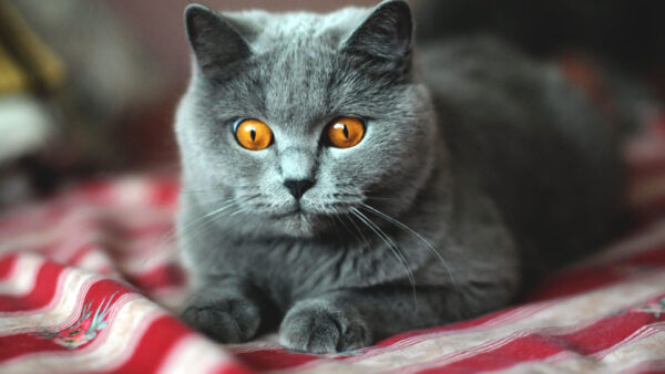 Wallpaper Sitting, Blur, Cat, Look, Eyes, Stare, Background, Cloth, With, Yellow, Grey