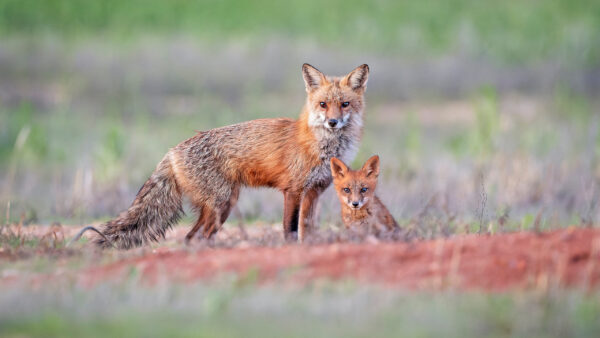 Wallpaper Nature, Standing, Background, Cub, Blur, With, Fox, Are