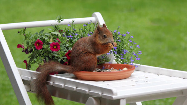 Wallpaper Standing, Colorful, Fur, Brown, Flowers, Squirrel, White, Dark, Pot, Nuts, Eating, Chair, Front