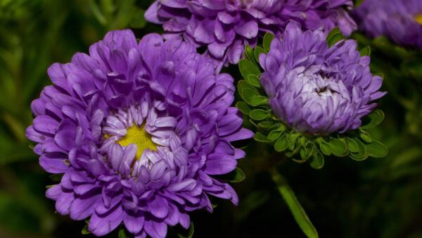 Wallpaper Leaves, Plants, Flowers, Green, Purple, View, Closeup