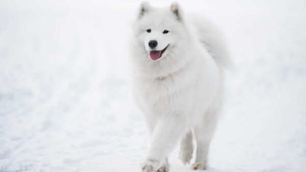 Wallpaper Snow, Samoyed, Background, Walking, Dog, White