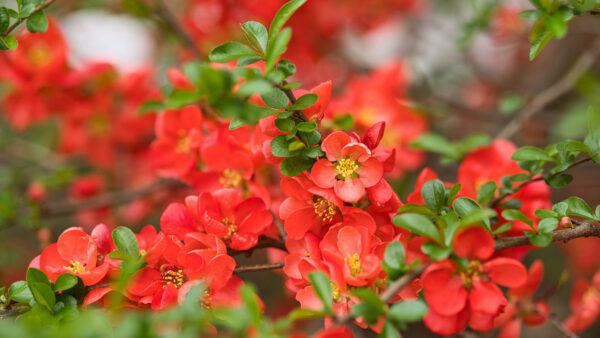 Wallpaper Chaenomeles, Leaves, Mobile, Quince, Flowers, Background, Green, Desktop, Petals, Blur, Red