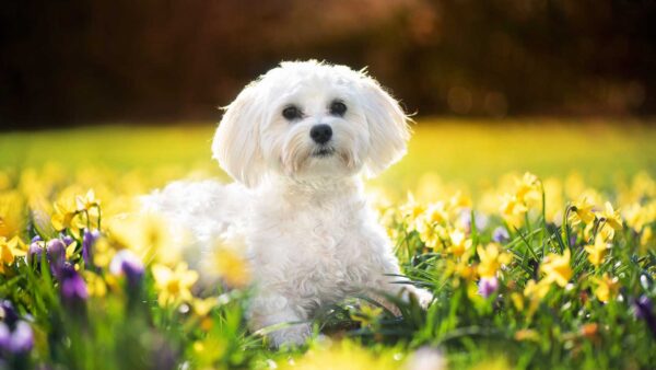 Wallpaper Dog, Green, Cavachon, Bokeh, White, Background, Blur, Sitting, Grass
