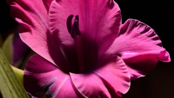 Wallpaper Dark, Flower, Pink, Gladiolus, Petals, Photography, Background