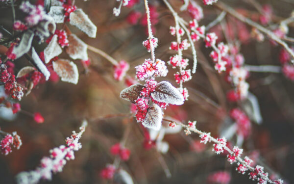 Wallpaper Cherry, Leaves, Snow