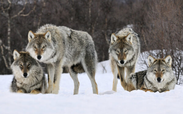 Wallpaper Gray, Norway, Wolves