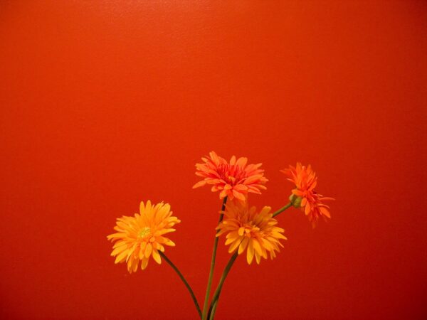 Wallpaper Flowers, Orange