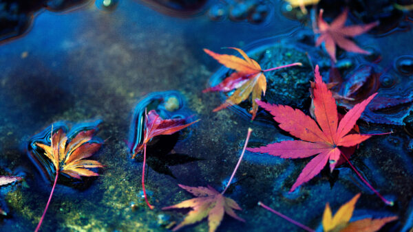 Wallpaper Leaves, Maple