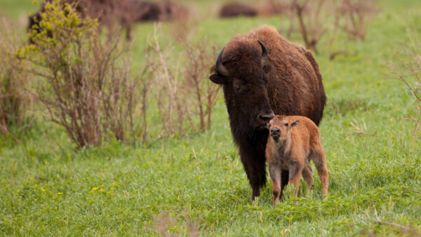 Wallpaper Phone, IPhone, Free, Mobile, Background, Pc, Animals, American, Wallpaper, Dual, Cool, Images, Animal, Monitor, Desktop, Android, Download, 4k, Bison