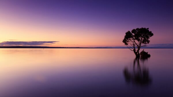 Wallpaper Tree, Desktop, Pc, Nature, Phone, Background, Images, Clouds, 4k, Cool, Lake, Mobile, Sunset