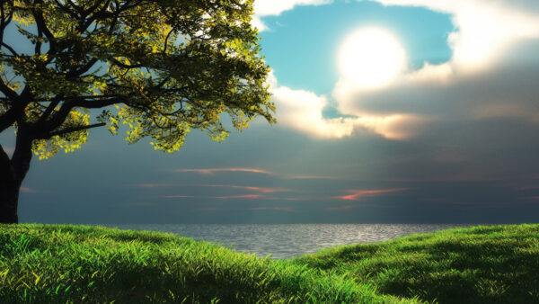 Wallpaper Tree, Sunset, Water, Mobile, Nature, Over, Body, Green, Grass, Desktop, Seascape