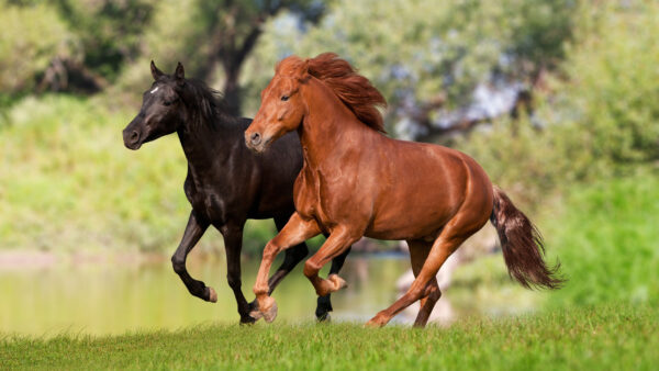 Wallpaper Brown, Trees, Black, Background, With, And, Desktop, Horse