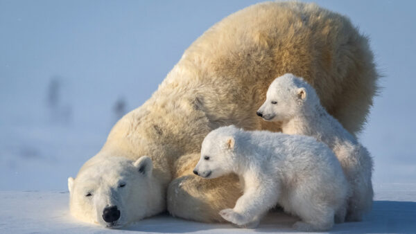 Wallpaper Polar, With, Bear, Desktop, Bears, Two, Cub, Animals