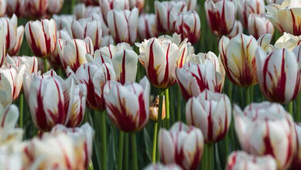 Wallpaper Download, Cool, Desktop, Flowers, 1920×1080, White, Earth, Tulip, Free, Background, Pc, Wallpaper, Images