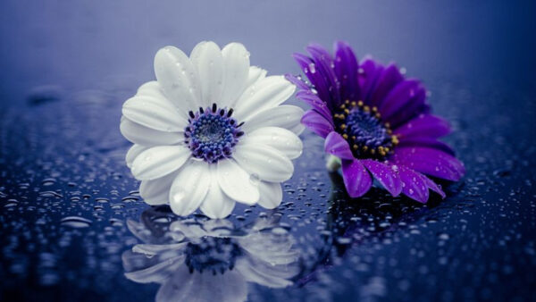 Wallpaper During, Flowers, Desktop, Snowdrops, And, White, Purple