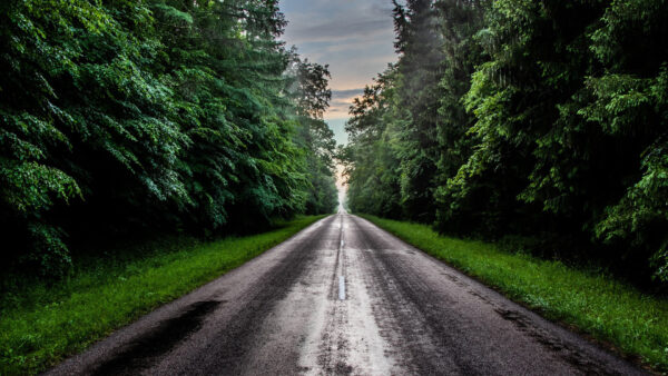 Wallpaper Between, Grass, Field, Desktop, Green, Trees, Road, Nature, And