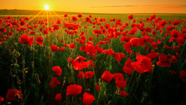 Wallpaper During, Flower, Desktop, Red, Poppy, Field, Flowers, Sunrise