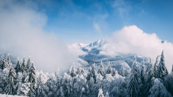 Wallpaper Mobile, Cloudy, Sky, Snow, Fir, Mountain, Tree, Under, Fog, And, Covered, Desktop, Winter
