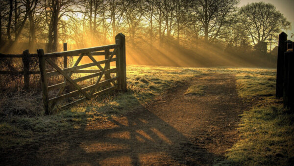 Wallpaper Surrounded, Fence, With, Sunbeam, Country, Trees, Covered, Gate, Wood
