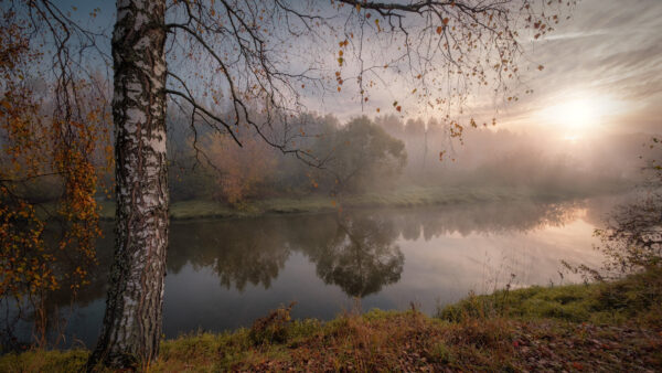 Wallpaper Fog, And, Field, Desktop, With, During, Fall, River, Grass, Nature, Trees, Between, Sunrise