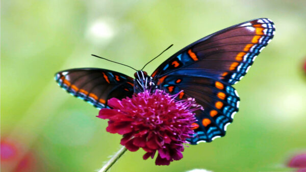 Wallpaper Standing, Desktop, Shallow, Background, Flower, Butterfly, With, Charming