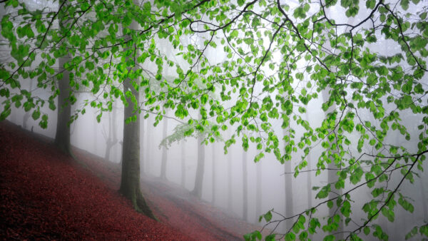 Wallpaper Green, Winter, Nature, During, Hills, Leaves, With, Tree, Foggy, Desktop