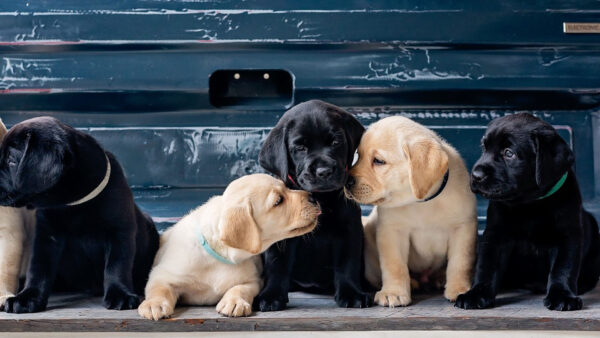 Wallpaper Retriever, Puppies, Dog, Brown, Labrador, Black, Desktop