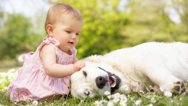 Wallpaper Green, Background, Playing, Girl, Cute, Baby, With, Pink, Desktop, Dog, Dress, Sitting, Blur, Meadowland, Wearing