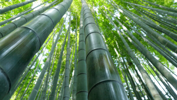 Wallpaper Desktop, Bamboo, Forest, View, Eye, Worm’s, Trees, Mobile