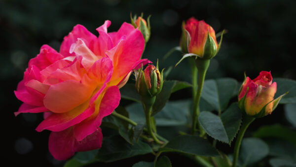 Wallpaper Beautiful, Flower, Pink, Rose, Mobile, Green, Flowers, Buds, Desktop, Leaves