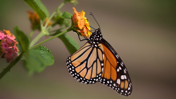 Wallpaper Standing, Butterfly, Brown, Flower, Black