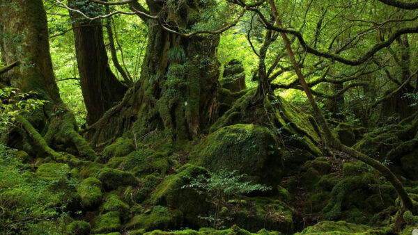 Wallpaper Branches, Algae, Covered, Jungle, Trees, With, Desktop, Trunk