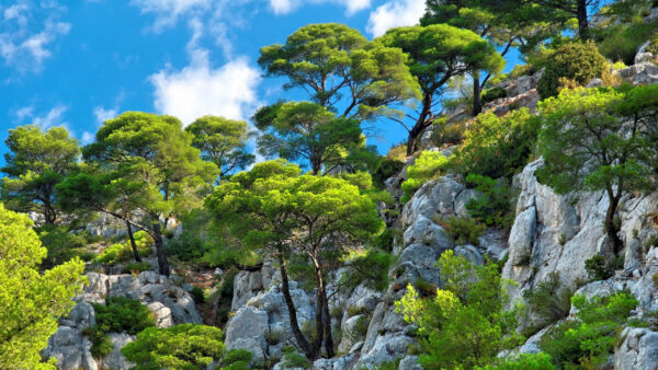 Wallpaper Under, Sky, White, Blue, Nature, Beautiful, Rocks, Trees