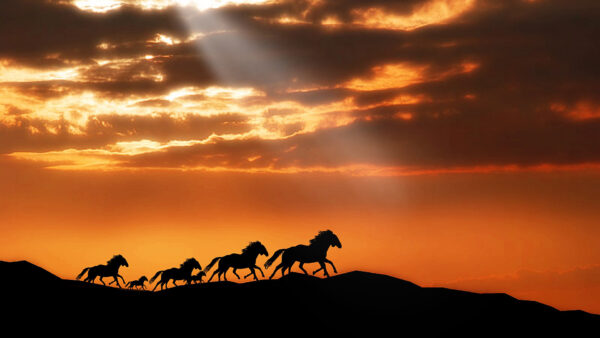 Wallpaper Horses, Horse, Are, Background, Sunbeam, Hills, With, Running, And, Clouds, Desktop