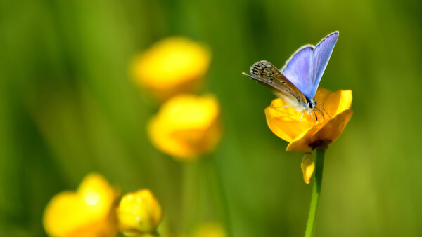 Wallpaper Flower, Background, Brown, Green, Blue, Blur, Yellow, Butterfly, Standing