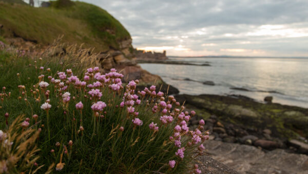 Wallpaper Pink, Blur, Background, Desktop, Coast, Roses, Mobile, Grass, Bud, Green, Flowers