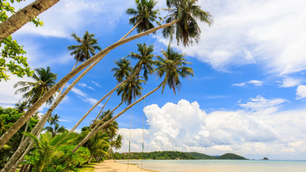 Wallpaper Forest, Palm, Nature, Clouds, Ocean, Under, Sand, White, Desktop, Trees, Sky, Blue, Mobile, Slanting, Beach