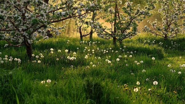 Wallpaper Flowers, Grass, White, Dandelions, Trees, Field, Desktop