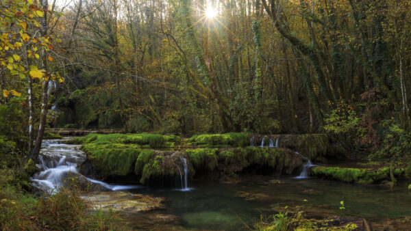 Wallpaper Mobile, Waterfalls, Algae, Stones, Forest, Desktop, Covered, Sunrays, Green, Stream, Background, Nature, Trees