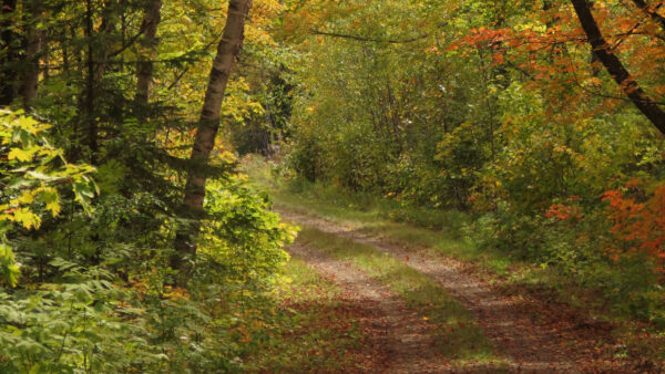 Wallpaper Desktop, Green, Path, Nature, Daytime, Trees, Sand, Bushes, Sunbeam, Grass, Mobile, During, Between