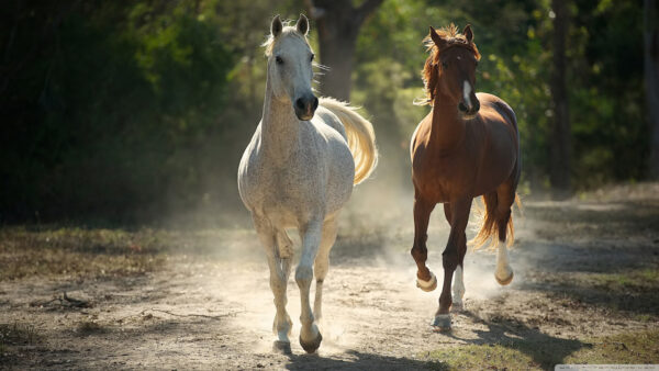 Wallpaper White, Shallow, And, Horses, Background, Desktop, Horse, With, Brown, Trees