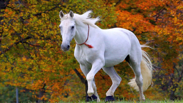 Wallpaper Green, Horse, Grass, Leaves, Trees, Standing, Background, Orange, White