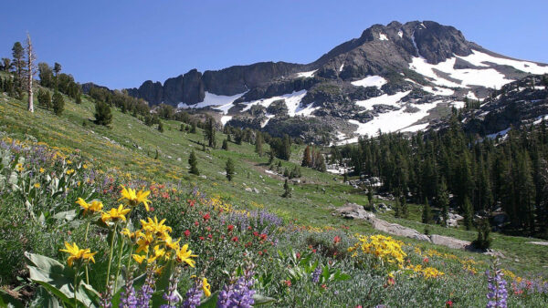 Wallpaper Landscape, Mountains, Field, And, Black, Flowers, Blue, Background, Under, Slope, Desktop, Snow, Sky, Spring, Covered, View, Colorful
