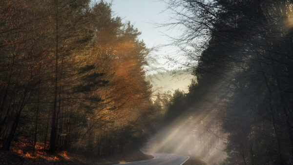 Wallpaper During, Desktop, Nature, And, Sunbeam, Trees, Morning, Road, Between, Forest