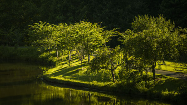 Wallpaper Trees, Grass, Desktop, Reflection, Plants, Mobile, Bushes, Water, Green, Field, Nature