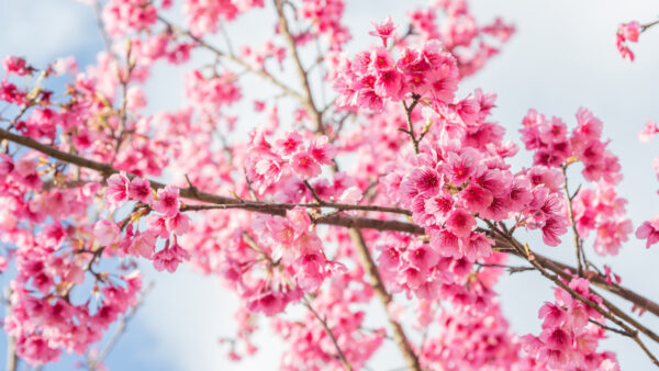 Wallpaper Flowers, Background, Branches, Sakura, Pink, Sky, Tree, Cherry, Spring, Blossom