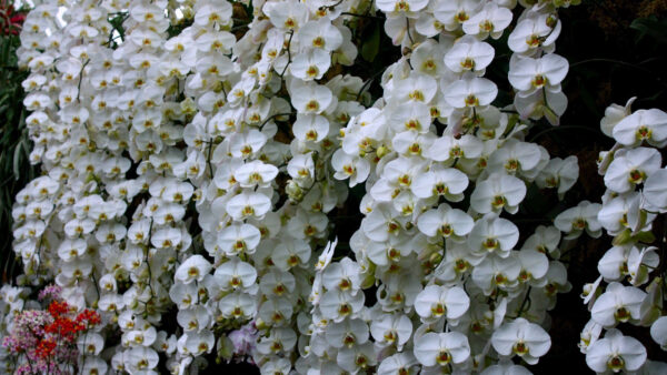 Wallpaper White, WALL, Orchids, Flowers, Snow